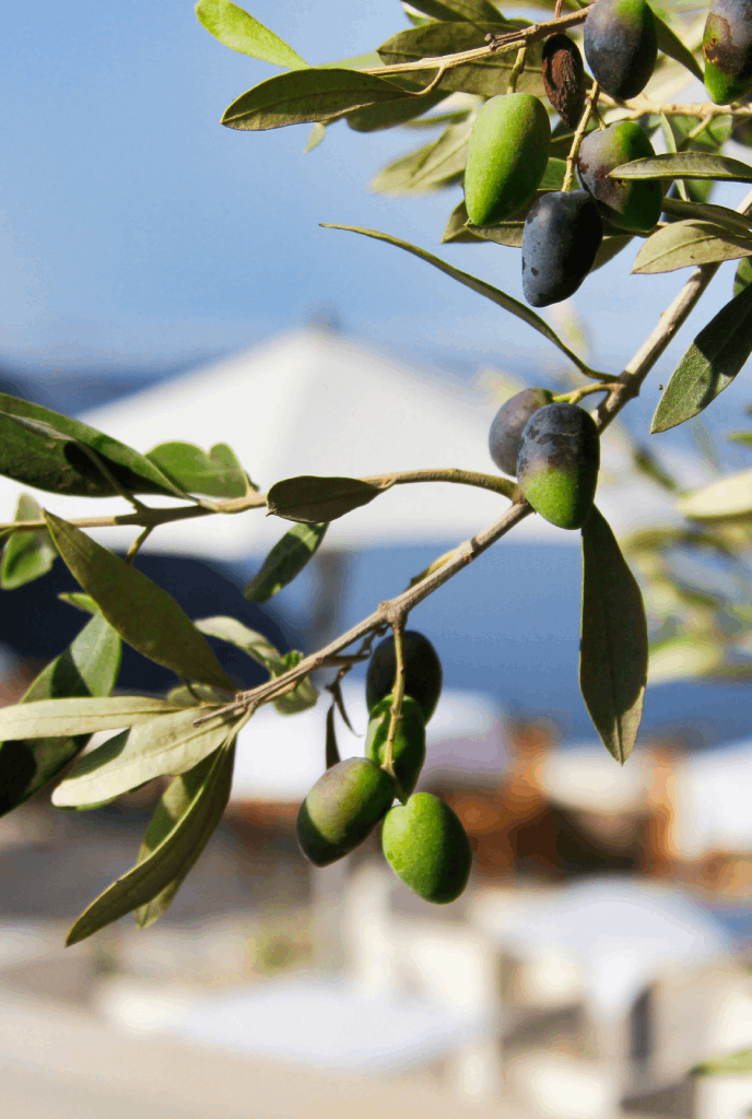 Kalamon Variety