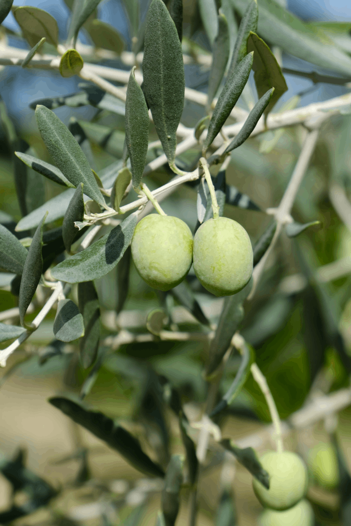 Strogylolia Variety