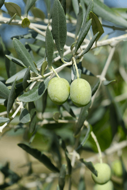 Strogylolia Variety